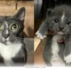 How 1 Brave Mama Cat Found a Forever Home With Her 2026 Rescuers