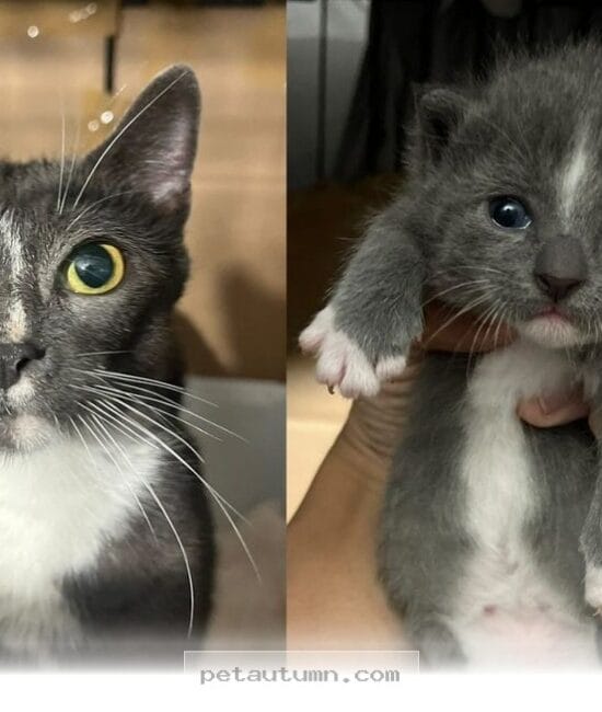 How 1 Brave Mama Cat Found a Forever Home With Her 2026 Rescuers