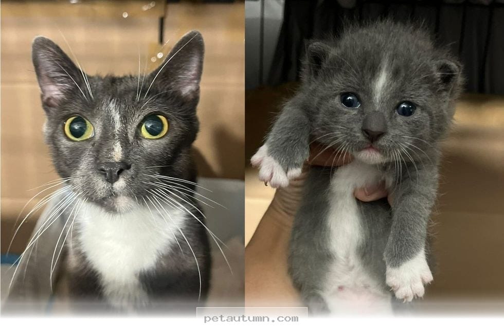 How 1 Brave Mama Cat Found a Forever Home With Her 2026 Rescuers