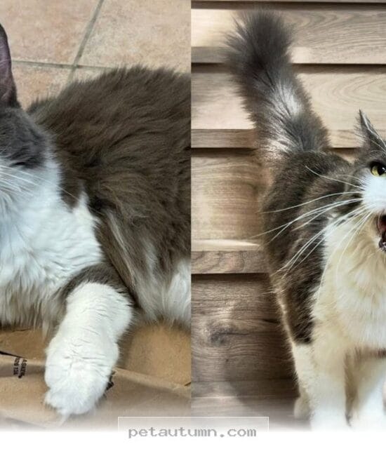 How 1 Grumpy Senior Cat Found Her Voice and Joy in Her 2026 Forever Home