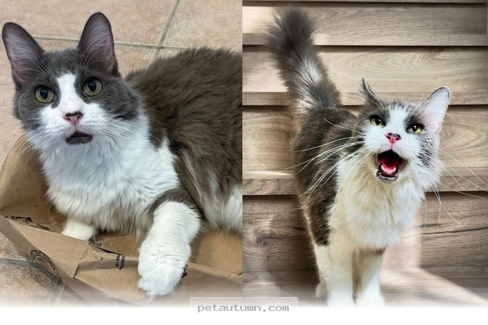 How 1 Grumpy Senior Cat Found Her Voice and Joy in Her 2026 Forever Home