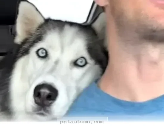 How 1 Loyal Dog Changed His Life and Found New Hope in 2026