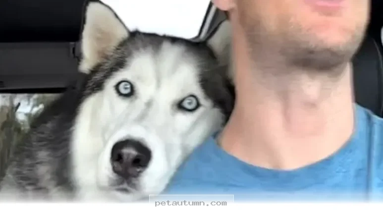 How 1 Loyal Dog Changed His Life and Found New Hope in 2026