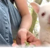 How 1 Rare Albino Wallaby Found a Loving New Home in 2026