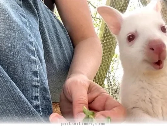 How 1 Rare Albino Wallaby Found a Loving New Home in 2026
