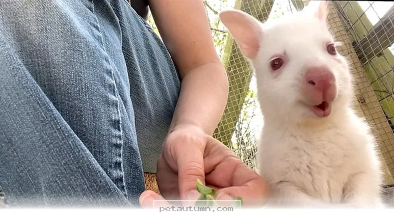 How 1 Rare Albino Wallaby Found a Loving New Home in 2026