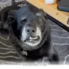 How 1 Rescue Dog Found A Loving Forever Home In The Summer Of 2026