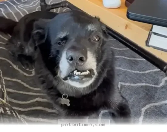 How 1 Rescue Dog Found A Loving Forever Home In The Summer Of 2026