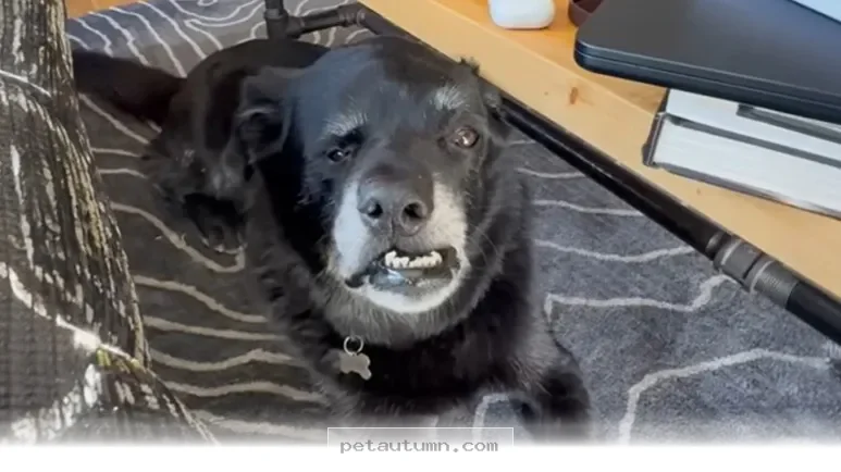 How 1 Rescue Dog Found A Loving Forever Home In The Summer Of 2026