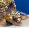 How 1 Resilient Sea Turtle Inspired Animal Lovers Across 2026