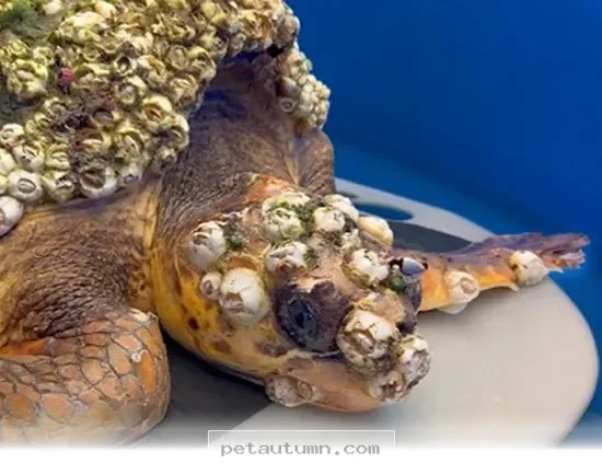 How 1 Resilient Sea Turtle Inspired Animal Lovers Across 2026