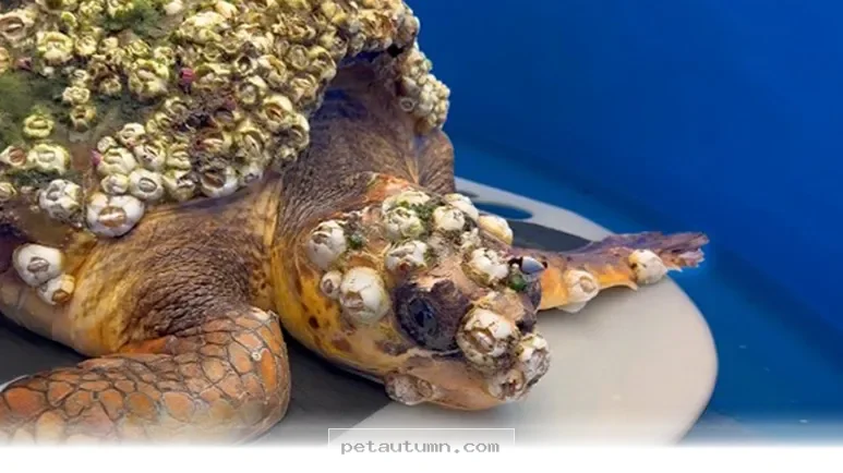 How 1 Resilient Sea Turtle Inspired Animal Lovers Across 2026