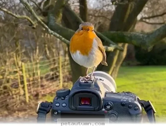 How 1 Special Bird Transformed Into A Loyal Companion During 2026