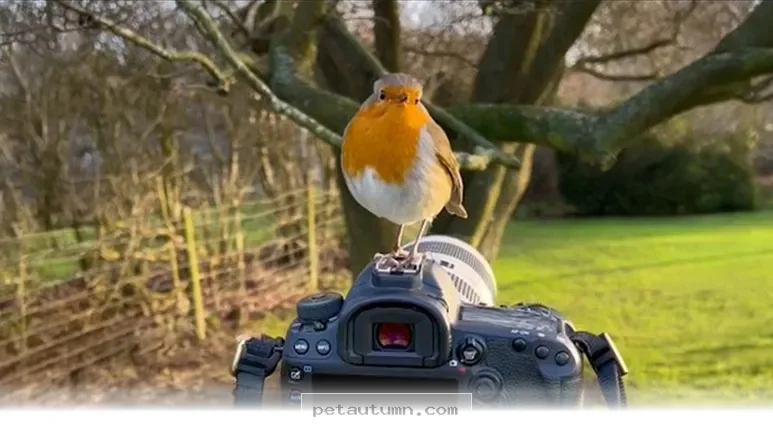 How 1 Special Bird Transformed Into A Loyal Companion During 2026