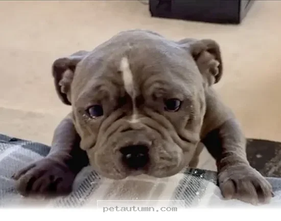 How 1 Special Bulldog Found His Forever Family in the Year 2026