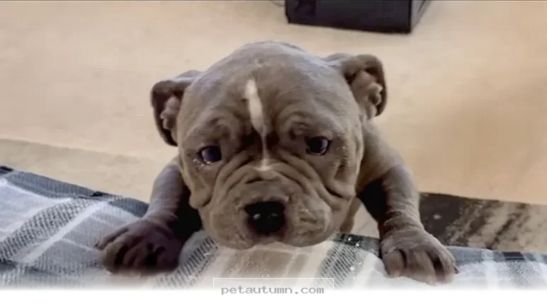 How 1 Special Bulldog Found His Forever Family in the Year 2026