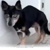 How 1 Special Rescue Dog Changed Her Life for the Better in 2026