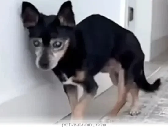 How 1 Special Rescue Dog Changed Her Life for the Better in 2026