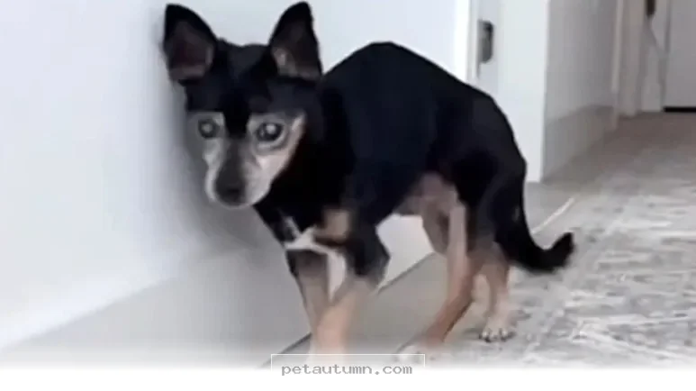 How 1 Special Rescue Dog Changed Her Life for the Better in 2026
