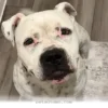 How 1 Special Rescue Dog Found a Loving Forever Home in 2026