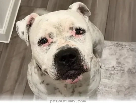 How 1 Special Rescue Dog Found a Loving Forever Home in 2026