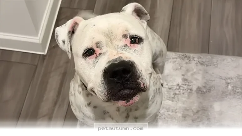 How 1 Special Rescue Dog Found a Loving Forever Home in 2026