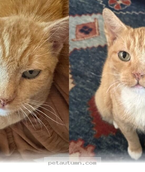 How 1 Sweet Orange Rescue Cat Found His Forever Home During 2026
