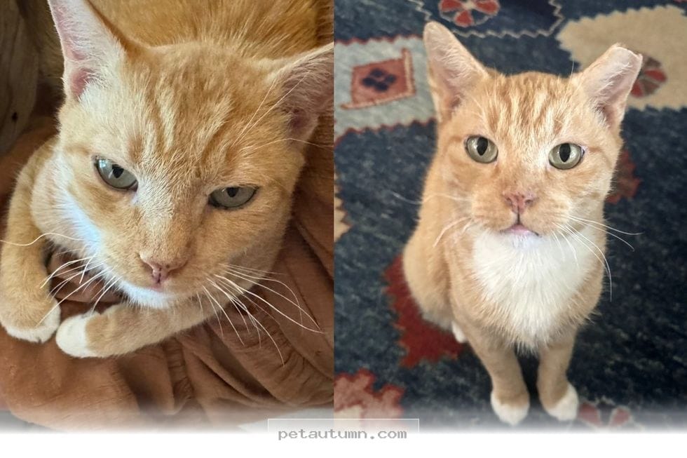How 1 Sweet Orange Rescue Cat Found His Forever Home During 2026