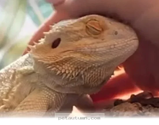 How 1 Tiny Reptile Defied All Odds to Thrive Throughout 2026