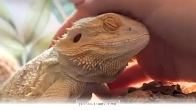 How 1 Tiny Reptile Defied All Odds to Thrive Throughout 2026