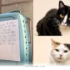 How 2 Bonded Cats Found Their Happy New Forever Home During 2026