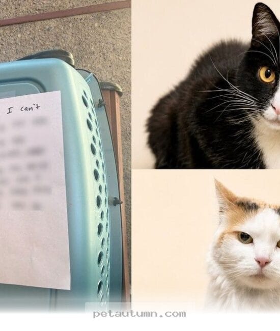 How 2 Bonded Cats Found Their Happy New Forever Home During 2026