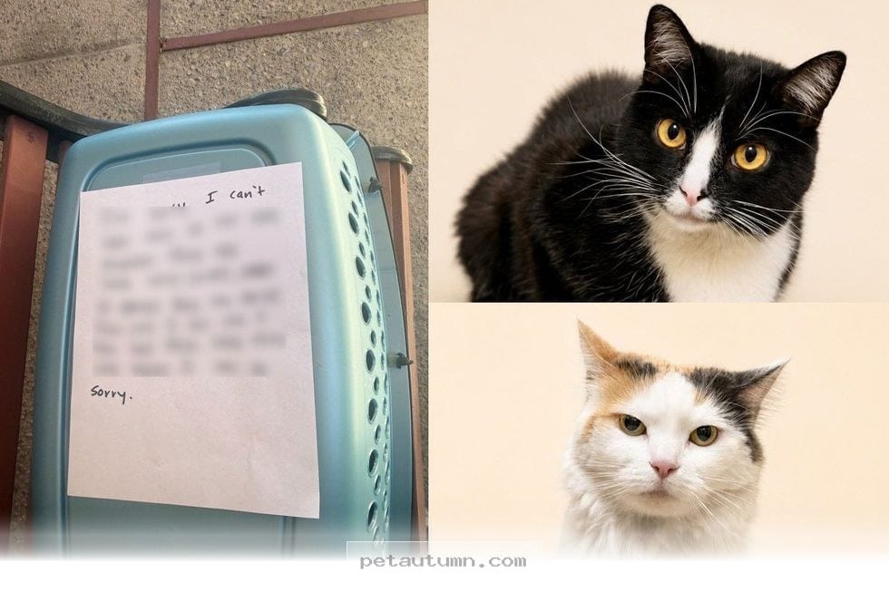 How 2 Bonded Cats Found Their Happy New Forever Home During 2026