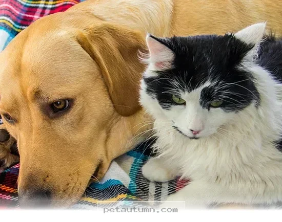 How 3 Common Health Issues Affect Your Beloved Pets in 2026