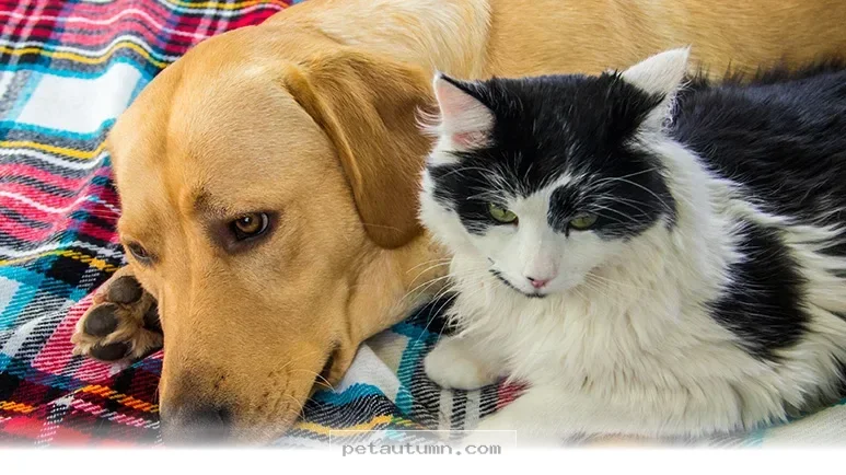How 3 Common Health Issues Affect Your Beloved Pets in 2026