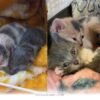 How 3 Rescued Kittens Became Our Beloved Family Pets by 2026