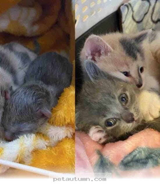 How 3 Rescued Kittens Became Our Beloved Family Pets by 2026