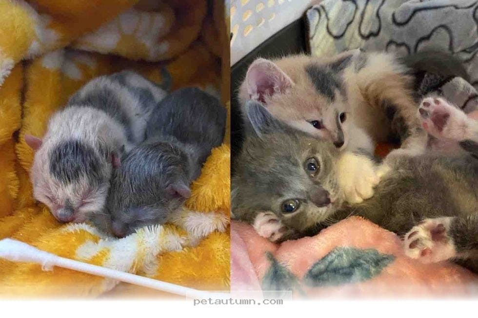 How 3 Rescued Kittens Became Our Beloved Family Pets by 2026