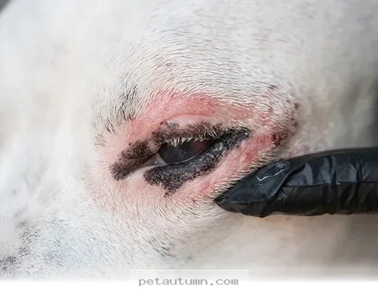 How 5 Simple Mineral Tips Can Improve Your Dog’s Skin Health in 2026