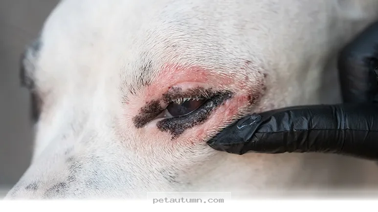 How 5 Simple Mineral Tips Can Improve Your Dog’s Skin Health in 2026