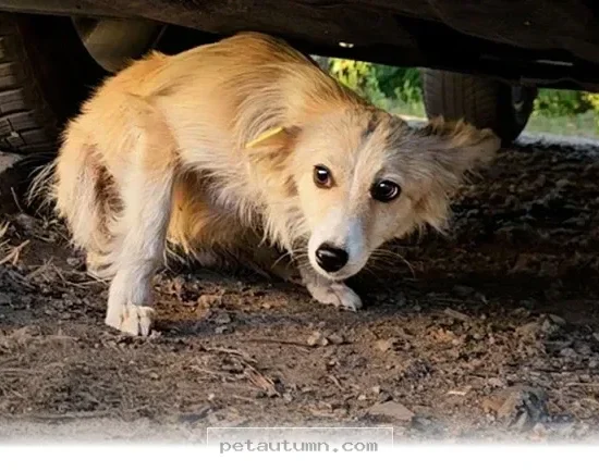 How 5 Steps Helped My Rescued Pet Find A Happy Home In 2026