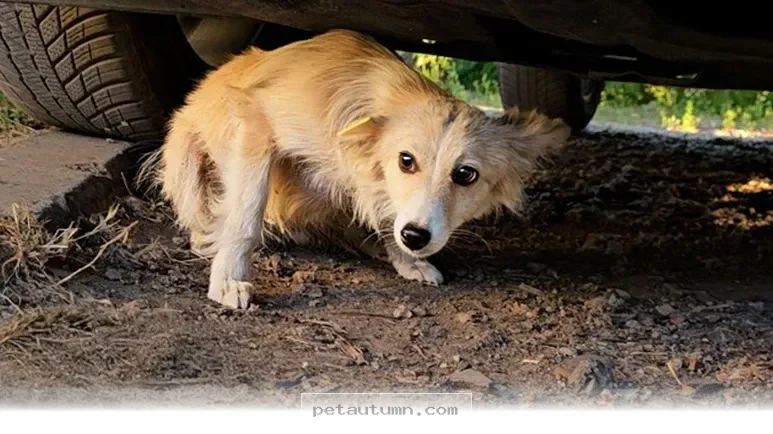 How 5 Steps Helped My Rescued Pet Find A Happy Home In 2026