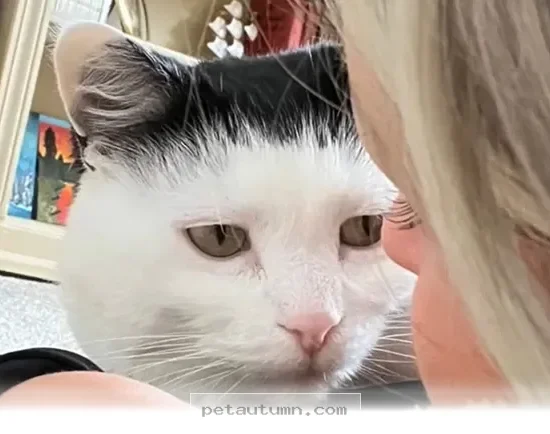 How 7 Rescued Pets Found Their Forever Homes During the 2026 Winter