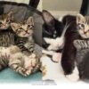 How One Kind Pet Parent Adopted 4 Sweet Cats for a Happy 2026 Home