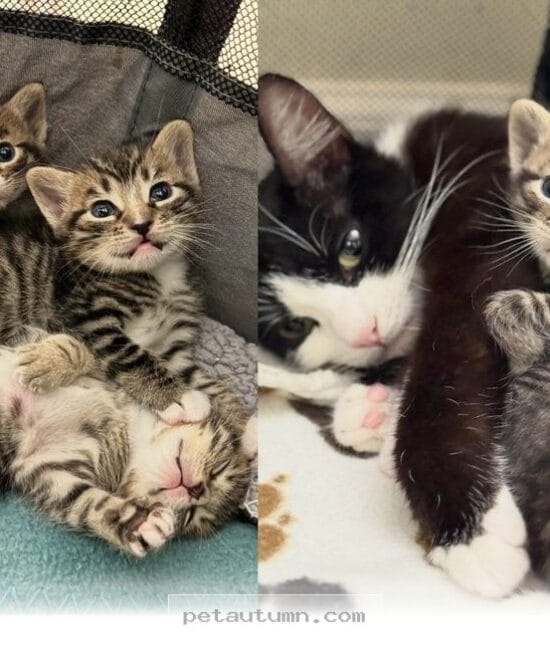 How One Kind Pet Parent Adopted 4 Sweet Cats for a Happy 2026 Home