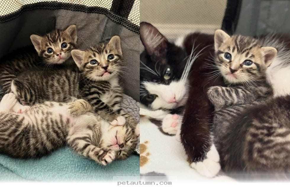 How One Kind Pet Parent Adopted 4 Sweet Cats for a Happy 2026 Home