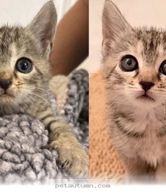 How One Lucky Kitten Found Her Forever Home After 3 Days in 2026