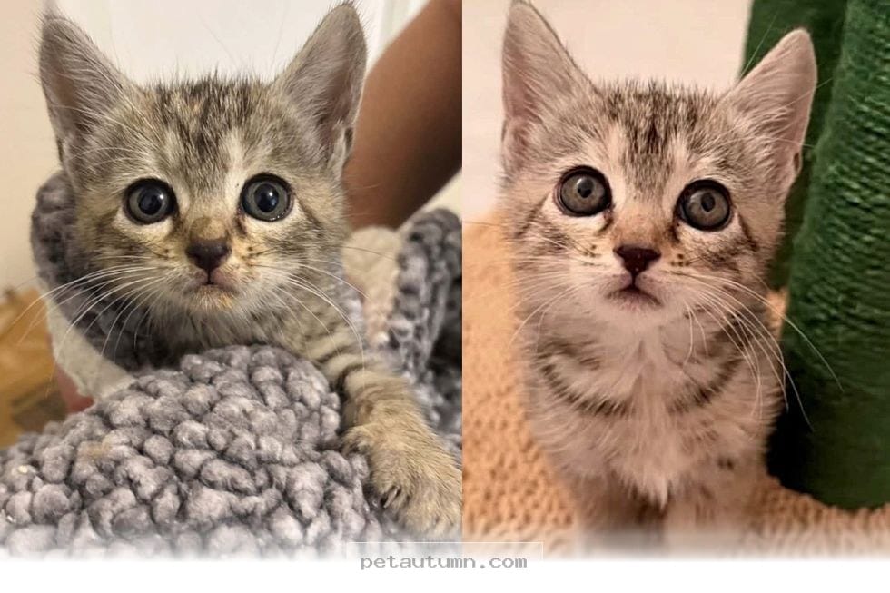 How One Lucky Kitten Found Her Forever Home After 3 Days in 2026