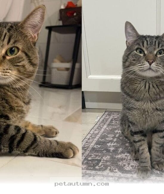 How One Rescued Cat Found Joy and Freedom in Her New Home in 2026