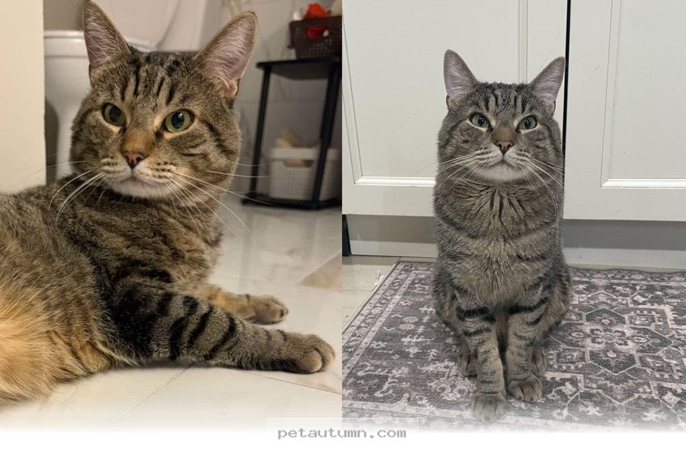 How One Rescued Cat Found Joy and Freedom in Her New Home in 2026